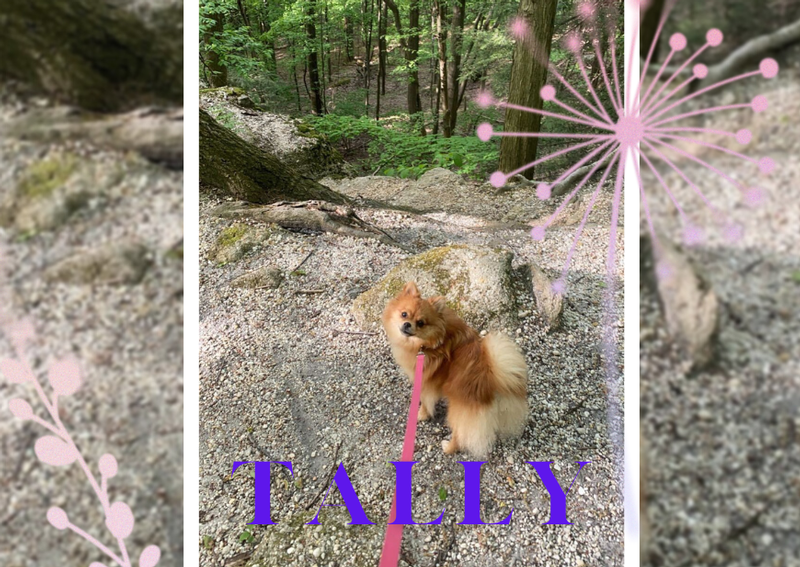 Animal Hospital Inc Willoughby Hills veterinarians